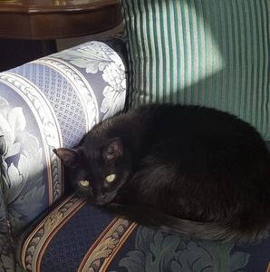 Meet your Posher, Ann